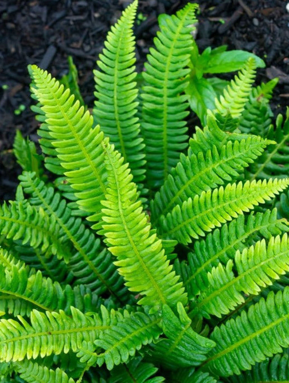 Deer Fern